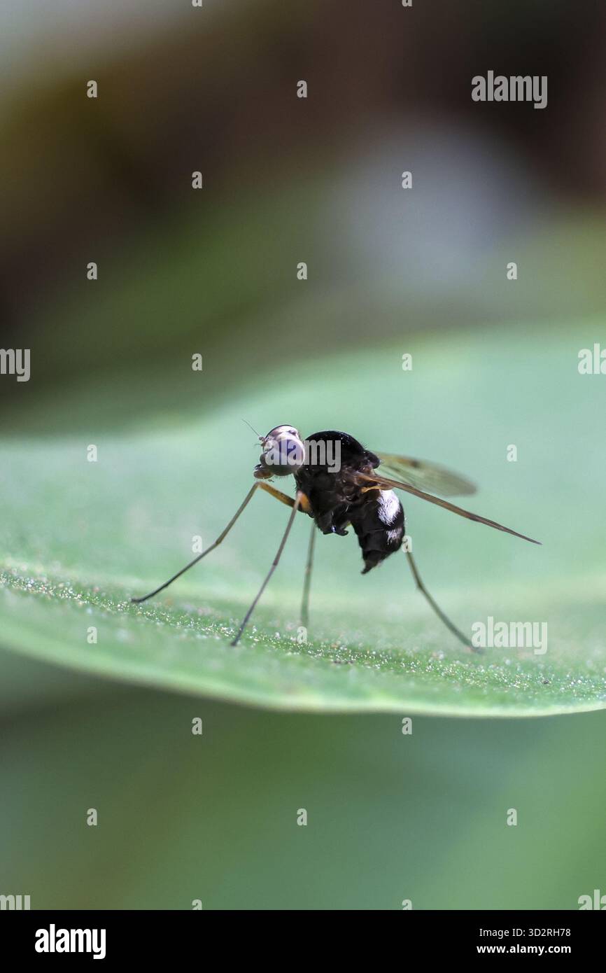 Un piccolo insetto di mosca nero sorvegliato arroccato su una foglia verde brillante. Macro primo piano di piccoli insetti in natura, animali delicati che riposano pacificamente all'aperto, Foto Stock