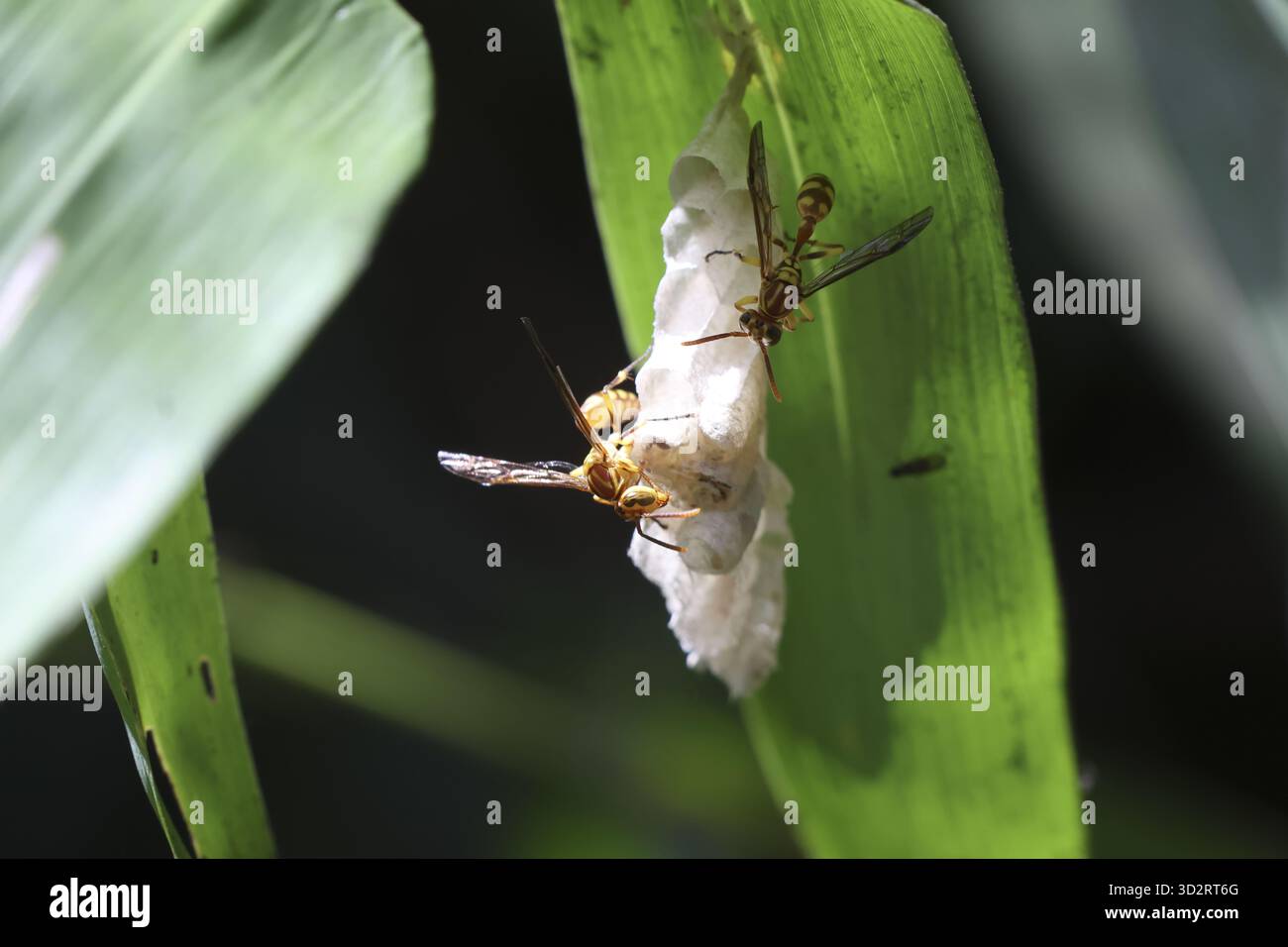 Piccolo e delicato insetto emerge dal suo bozzolo su una foglia verde vibrante, simbolo di trasformazione e nuovi inizi. la scena cattura il momento della vulnerabilità Foto Stock