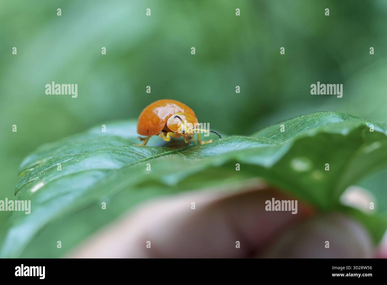 La piccola coccinella arancione si appoggia pacificamente su una foglia verde vibrante, con le sue delicate antenne che si contraggono. l'insetto appare curioso e calmo, simbolo della natura semplice Foto Stock