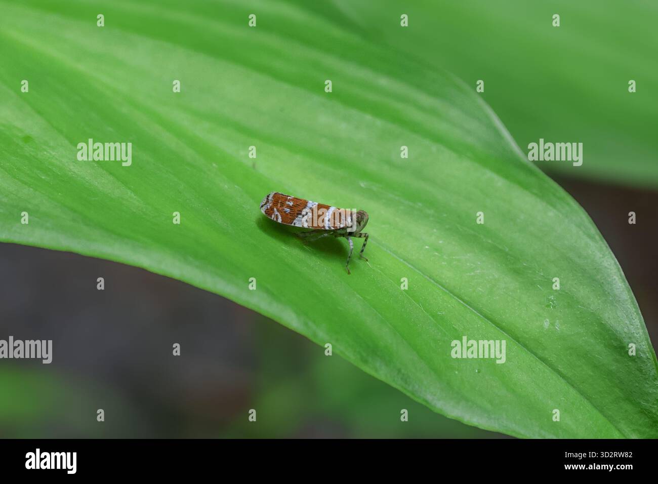 Minuscolo insetto con segni marroni e bianchi si appoggia pacificamente su una foglia verde vibrante, che mostra la delicata bellezza della natura Foto Stock