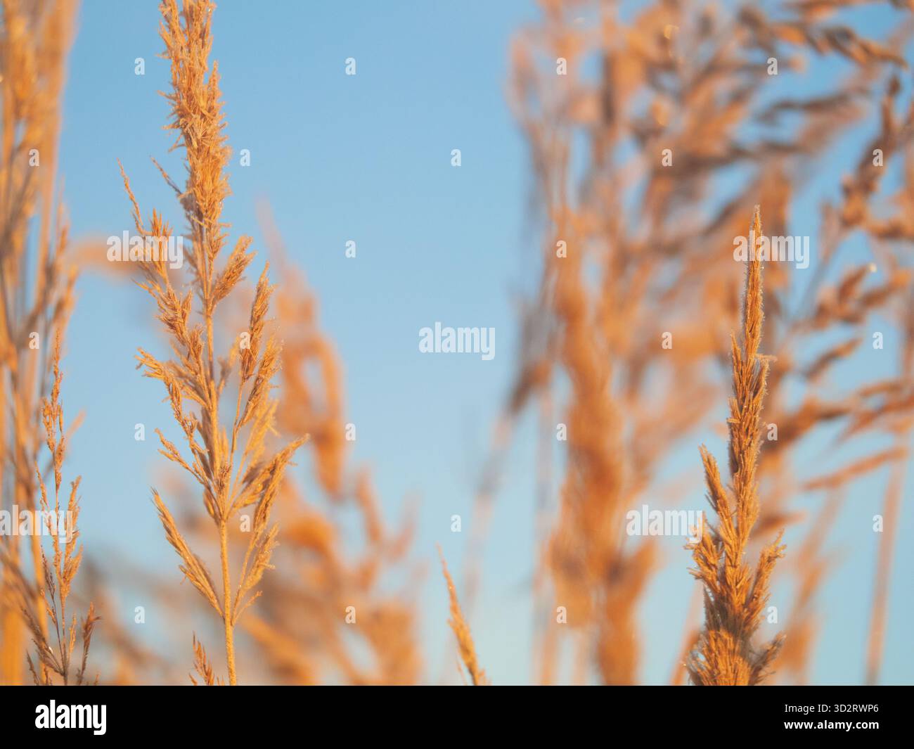 Ghiaccio delicato che ricopre sottili lame d'erba con luce soffusa del mattino, delicato sfondo scintillante e bokeh, ambiente invernale naturale, texture macro minimale, piselli Foto Stock
