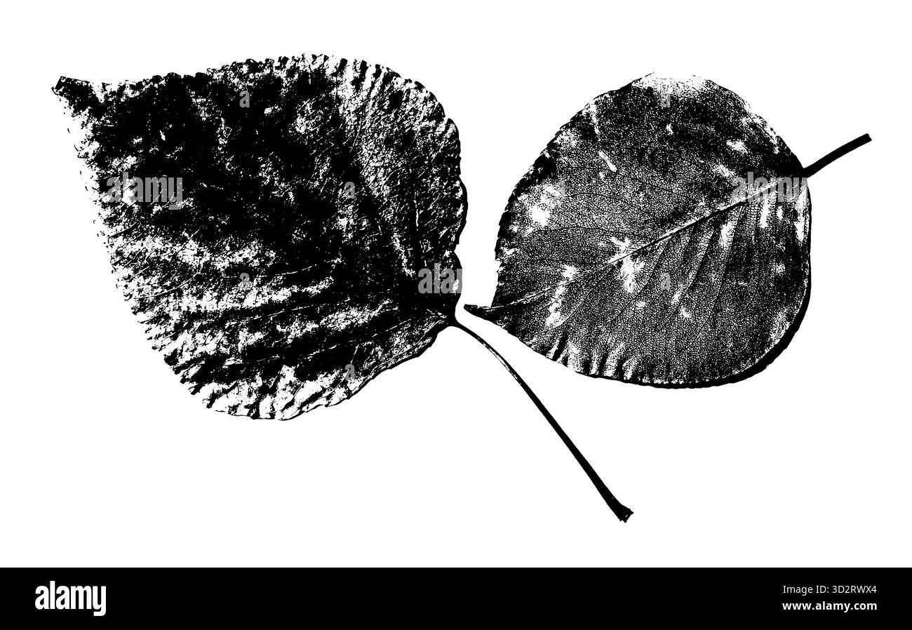 Stampa testurizzata in bianco e nero di due foglie arrotondate con venature visibili, stelo e bordi ruvidi su sfondo bianco. Perfetto per un design a tema naturale Foto Stock