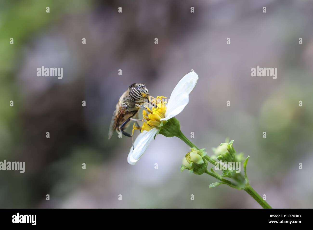L'insetto occupato raccoglie il nettare da delicati fiori bianchi e gialli. macro close up rivela dettagli complessi del processo di impollinazione vitale della natura. vibra Foto Stock