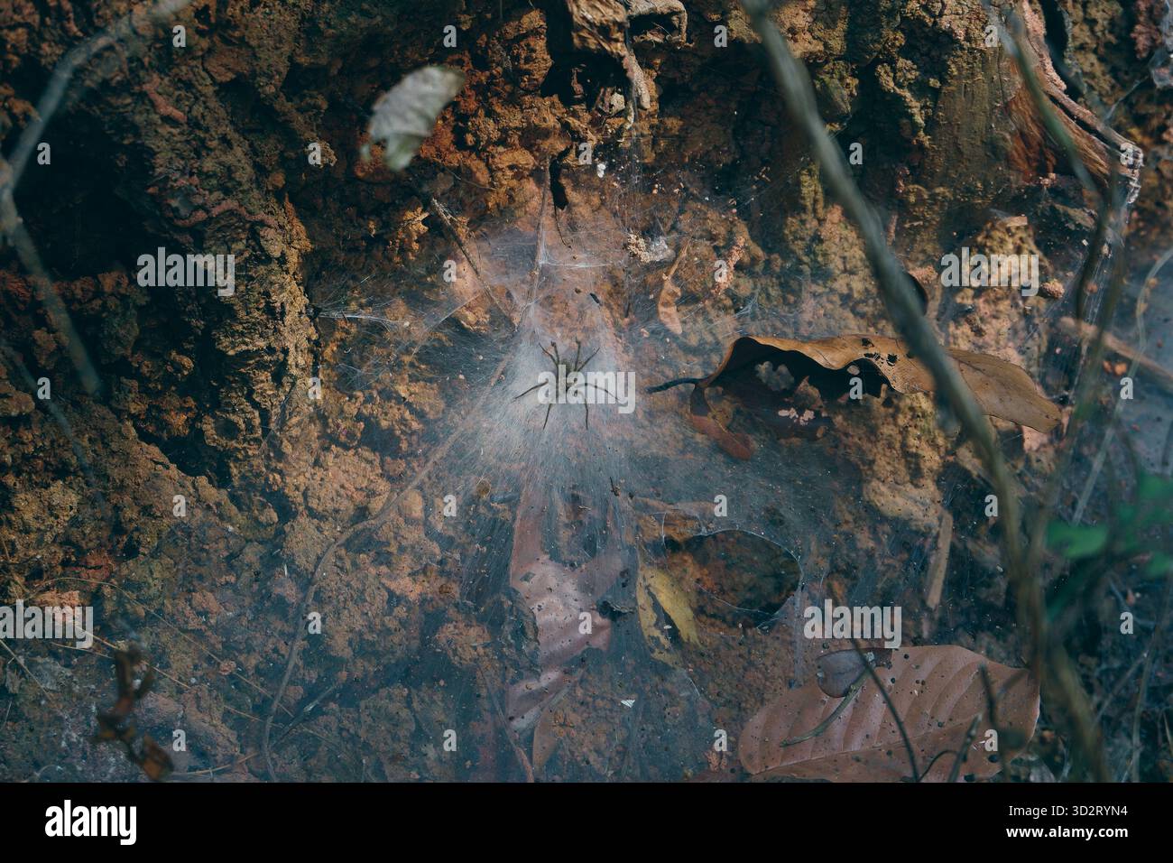 Un ragno che abita nella foresta adagiato con cura su un terreno boschivo ricoperto di foglie nelle aree boschive selvagge della provincia di Chiang mai. Foto Stock
