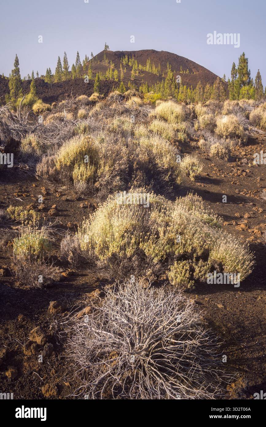 I campi di lava nera con vegetazione resiliente prosperano sotto un cielo limpido nel Parco Las Canadas del Teide di Tenerife, Spagna Foto Stock