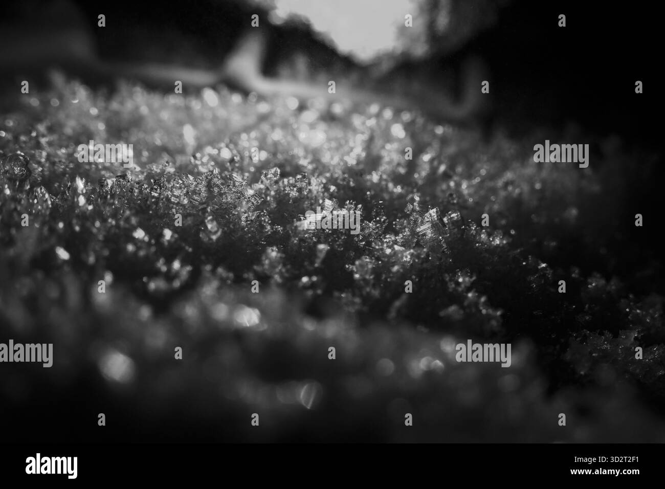 Primo piano di erba smerigliata in inverno, superficie naturale tranquilla in bianco e nero. l'immagine cattura una bellezza delicata e fredda, evocando un'atmosfera serena e tranquilla Foto Stock