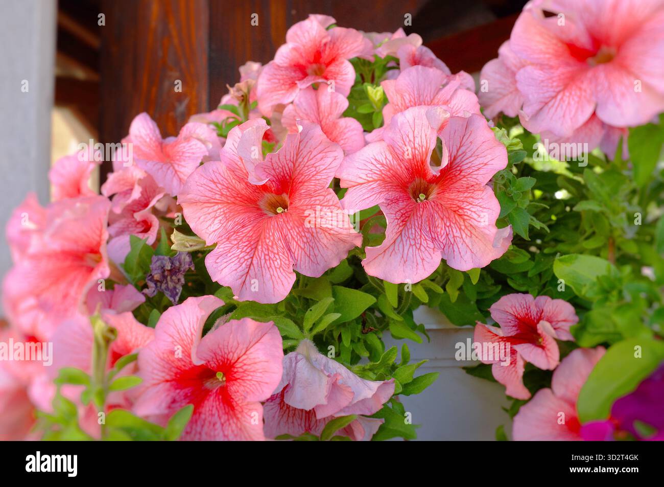 Fiori di petunia nella chiesa di San Basilio di Ostrog a Mrkonjici, Bosnia ed Erzegovina Foto Stock