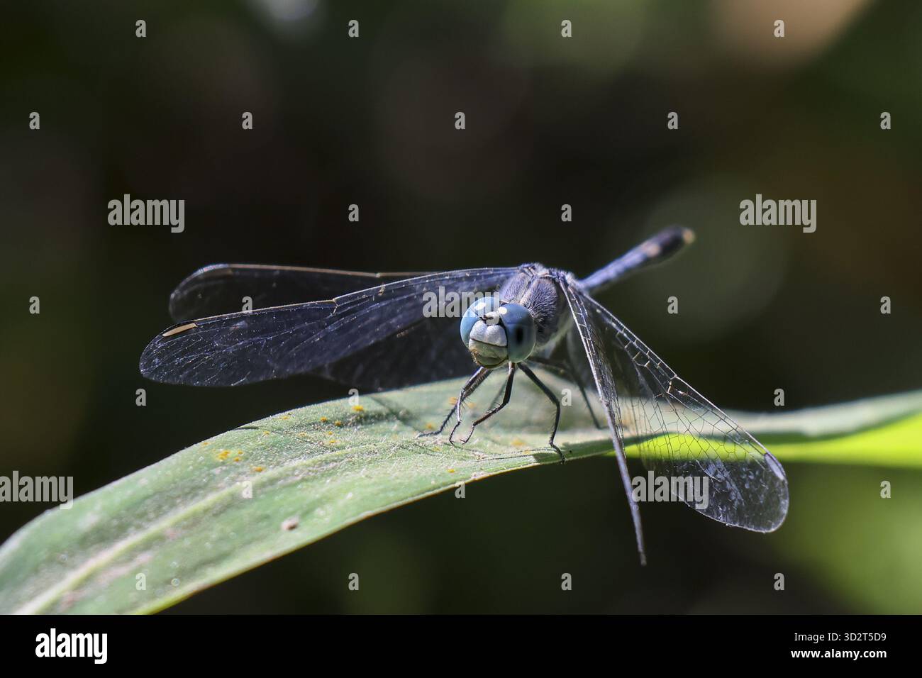 Sereno insetto libellule blu che si trova sulla foglia verde della natura. Questa odonata selvaggia con ali delicate riposa tranquillamente nel giardino estivo con bac sfocato Foto Stock