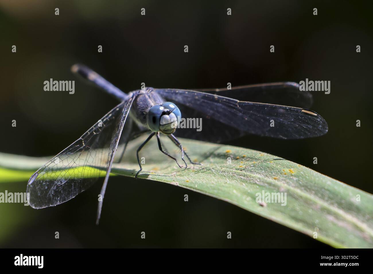Sereno macro primo piano di una splendida libellula blu che riposa pacificamente su una vibrante foglia verde. Questa foto dettagliata della fauna selvatica cattura i delicati insetti che vi si trovano Foto Stock