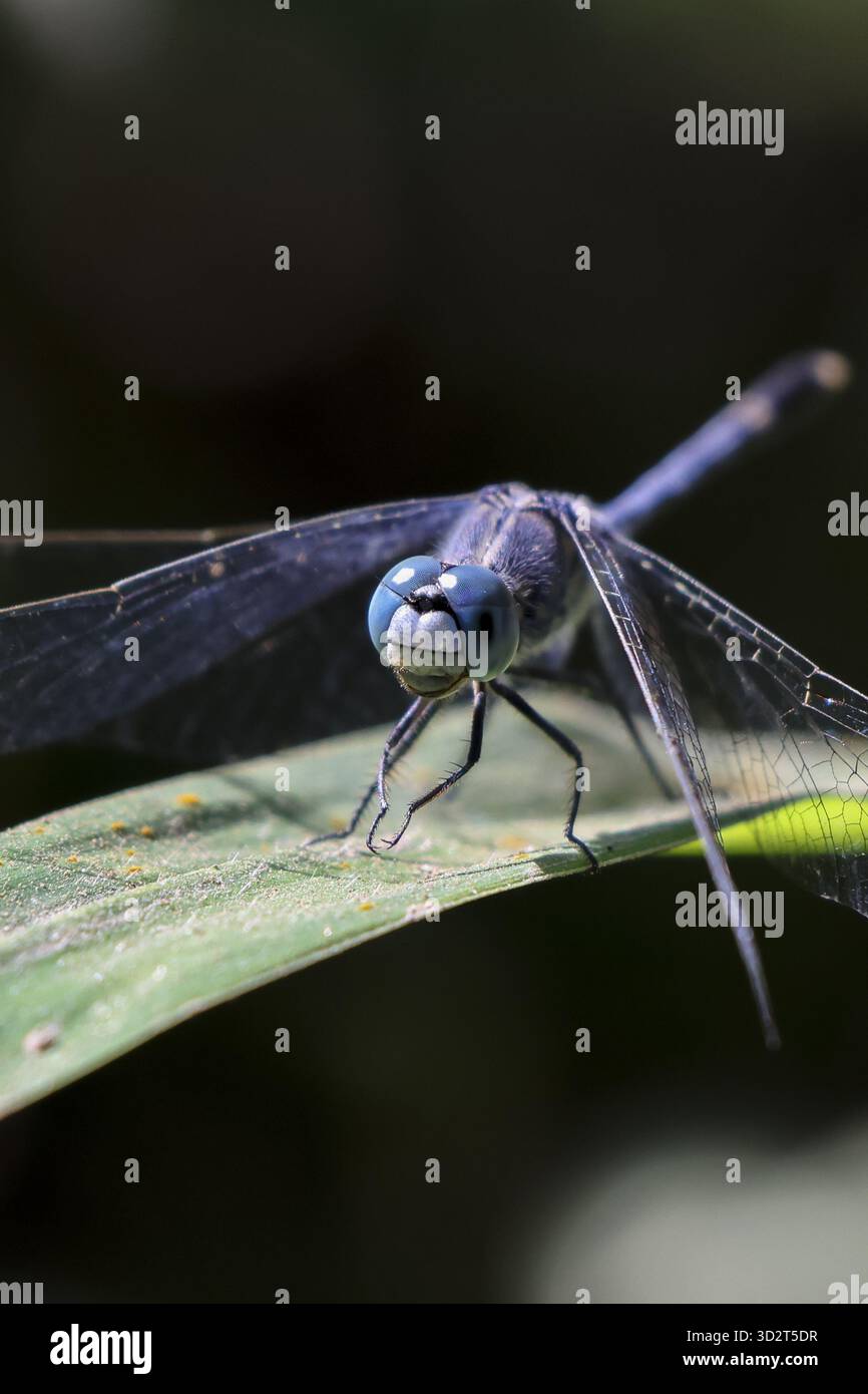 Sereno insetto libellule blu con ala trasparente appoggiata su foglie verdi in natura. primo piano di una splendida fauna selvatica che mostra dettagli intricati e Foto Stock