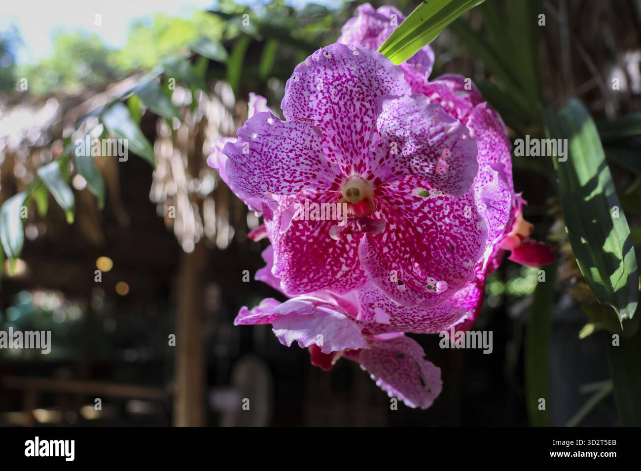 Primo piano di fiori di orchidea viola con macchie di petali rosa. Questa bella e delicata flora cresce in un sereno giardino tropicale, pieno di e Foto Stock