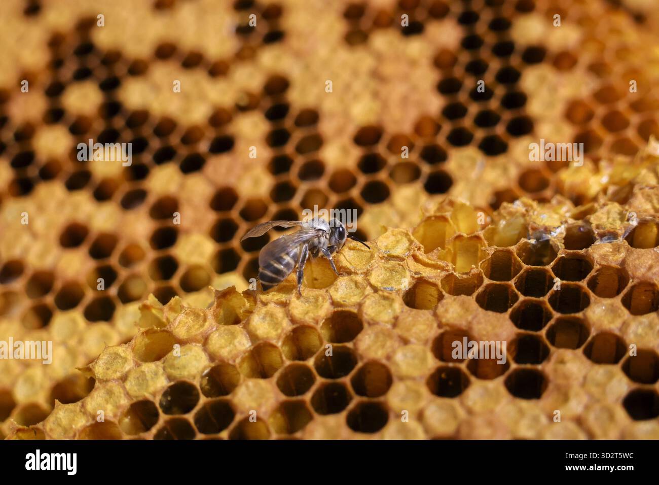 Vista ravvicinata di un'ape miele che lavora duramente su un favo naturale. Le cellule di cera gialla descrivono il mondo industrioso dell'apicoltura, dell'apicoltura e dell'hon organico Foto Stock