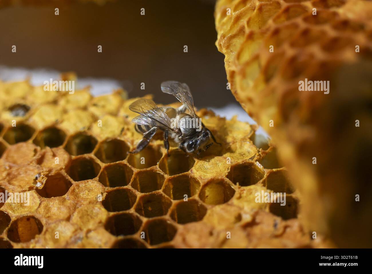Triste visione macro di una singola ape di miele morta su favo dorato. Questo insetto vulnerabile rappresenta la morte, la malattia, i problemi ambientali e la colonia Foto Stock