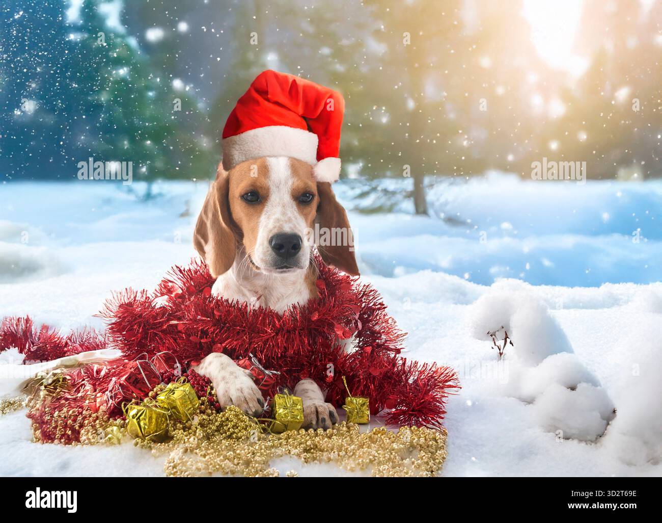 giovane beagle davanti allo sfondo natalizio Foto Stock
