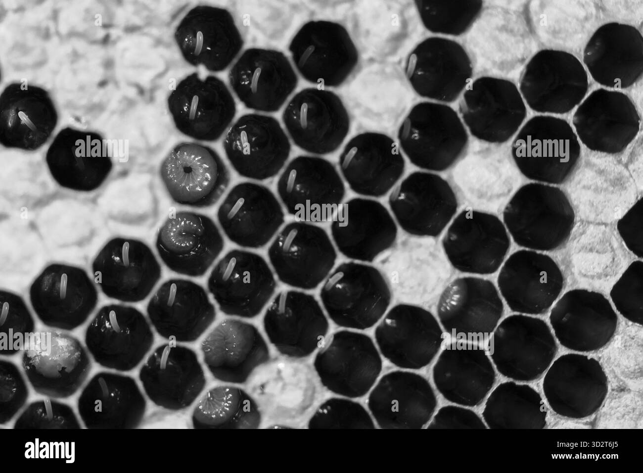 Sfondo macro astratto bianco e nero che mostra un motivo a nido d'ape naturale. Affascinante primo piano geometrico con dettagli di miele dolce e pura cera d'api Foto Stock