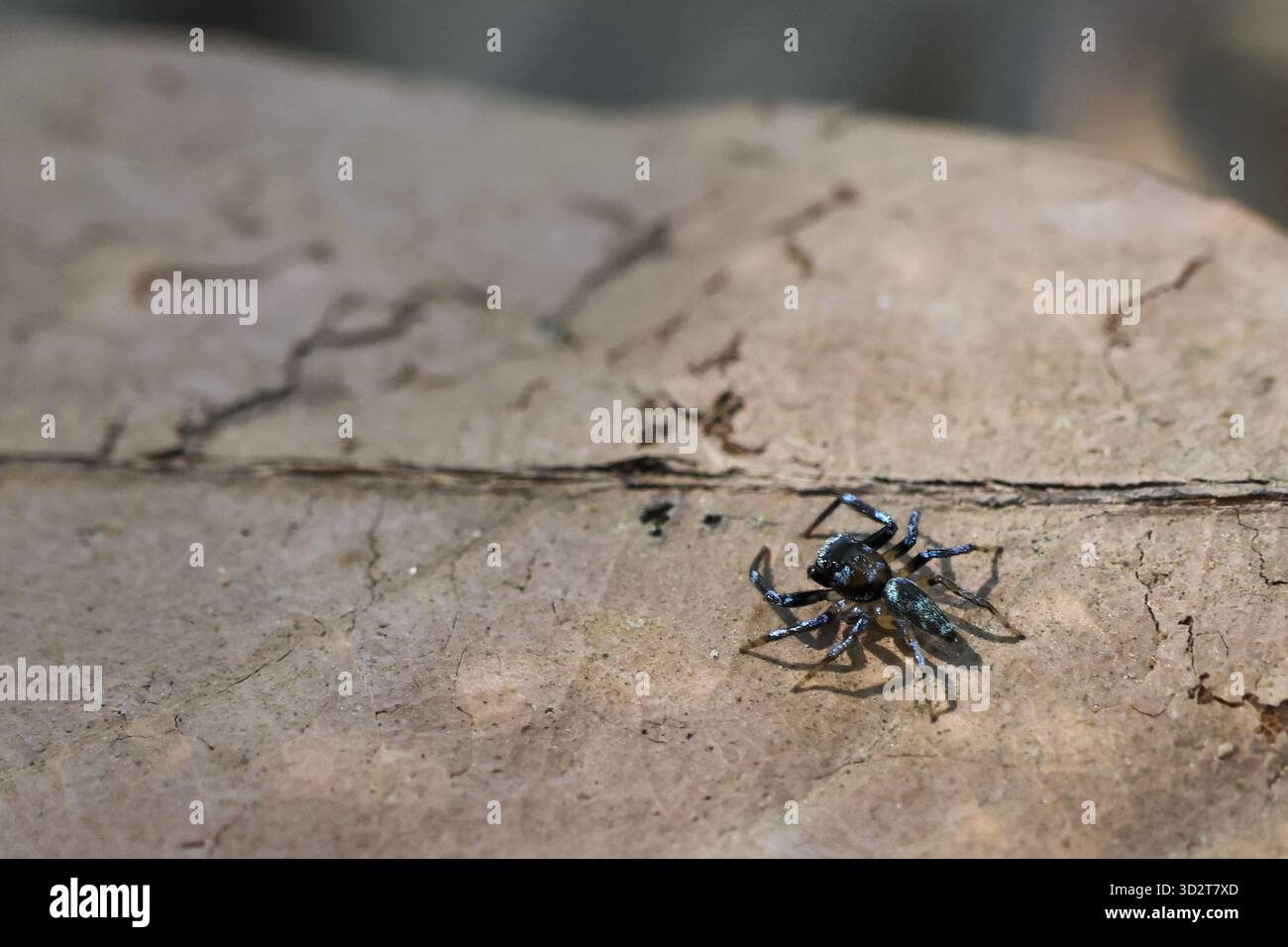 Il primo piano di un corpo di insetti morti, probabilmente volare o insetti, giace ancora su una superficie di legno ruvida. scene silenziose e naturali che catturano momenti di decadimento e fragi Foto Stock