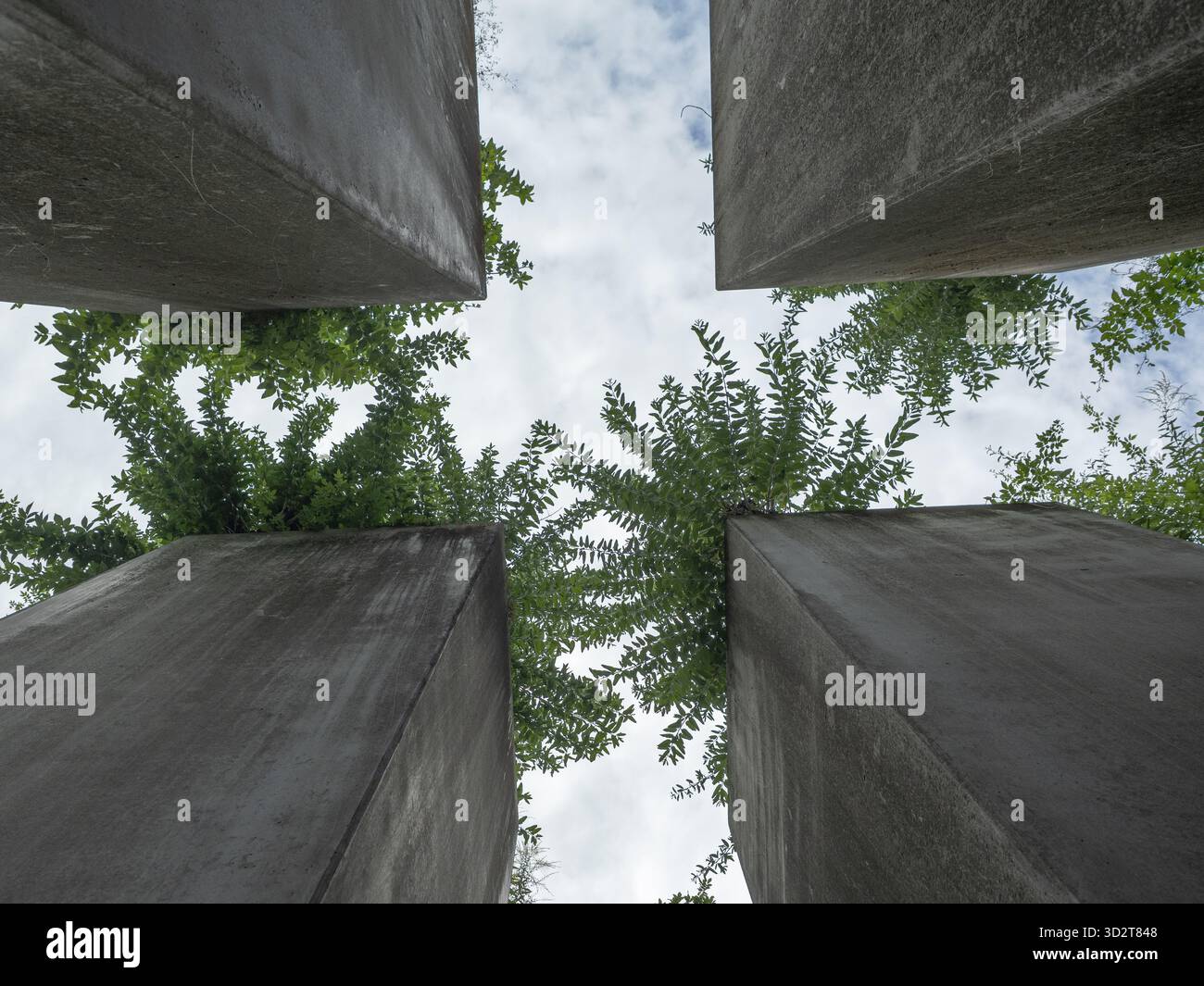 Daniel Libeskind's Garden of Exile Pavement and Trees, quarantanove pilastri inclinati al Museo Ebraico di Berlino. Foto Stock