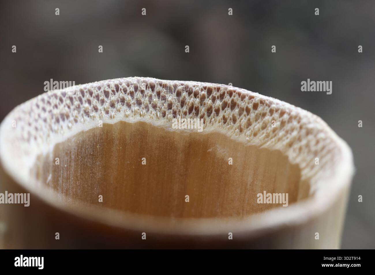 Dettaglio macro del gambo di bambù tagliato che mostra la consistenza e il motivo della fibra vegetale naturale. il gambo cavo e il legno organico creano una ba semplice, tranquilla e tranquilla Foto Stock