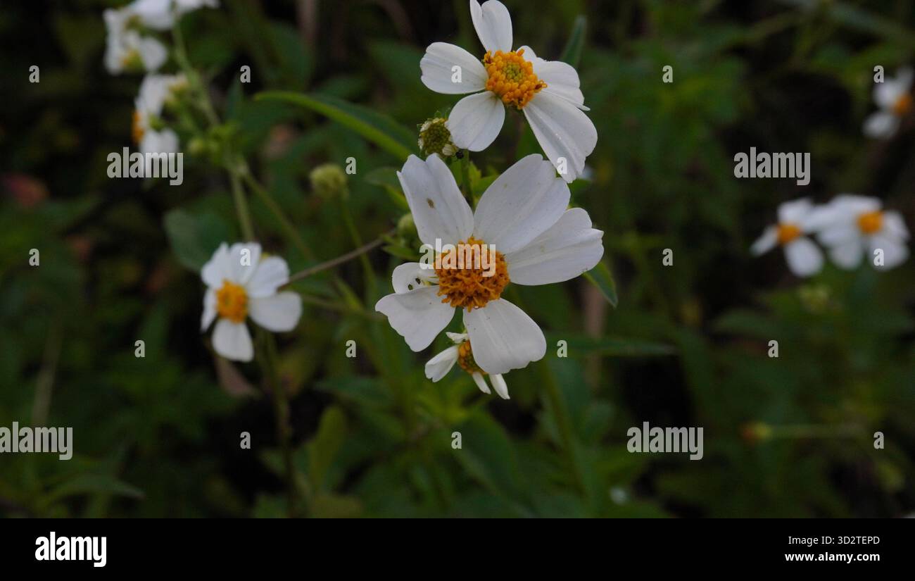 Fiori bianchi d'Alba Bidens in fiore Foto Stock