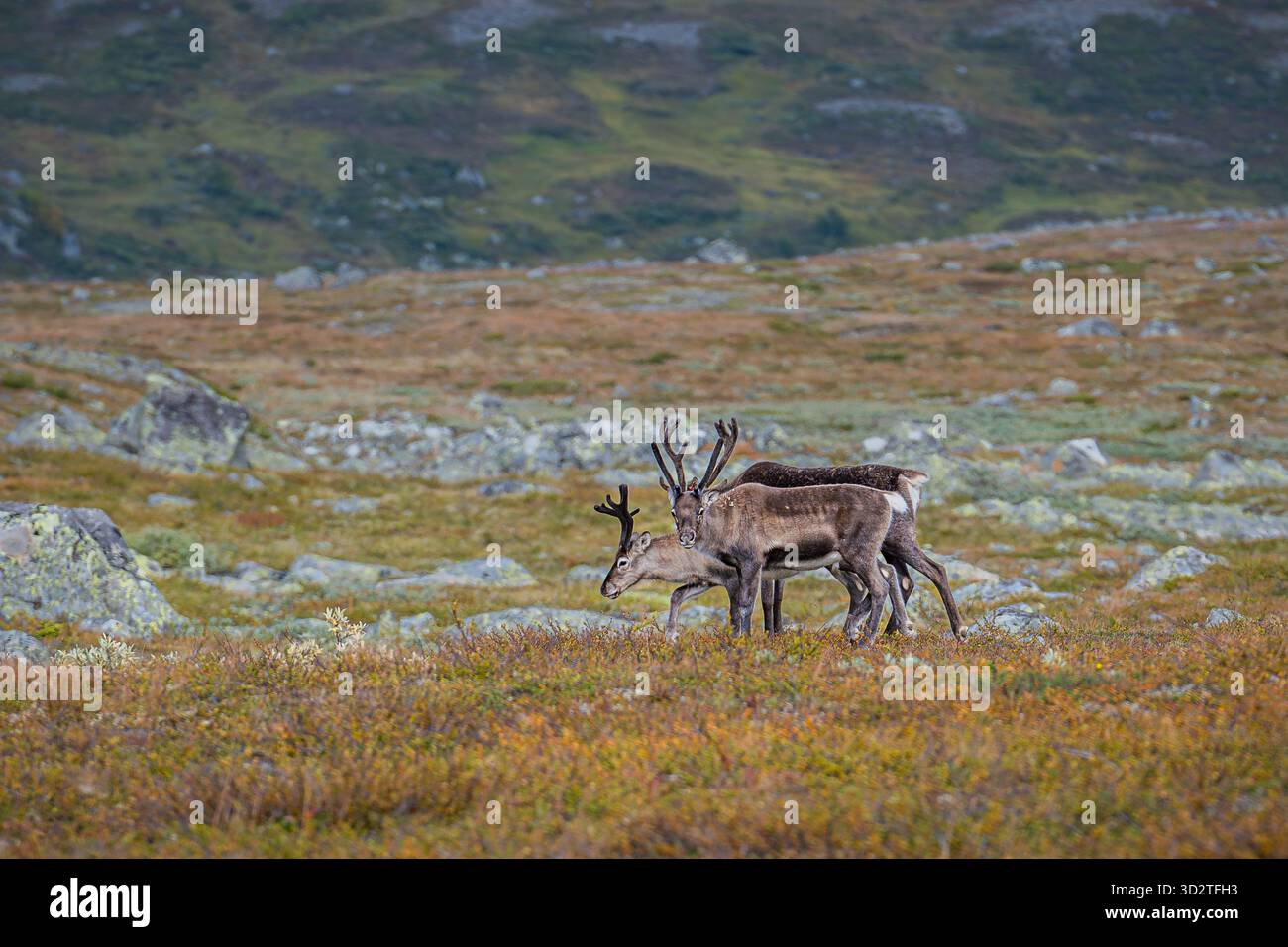 Renne che vagano liberamente attraverso i paesaggi selvaggi della Norvegia — la natura al suo livello più puro. Foto Stock