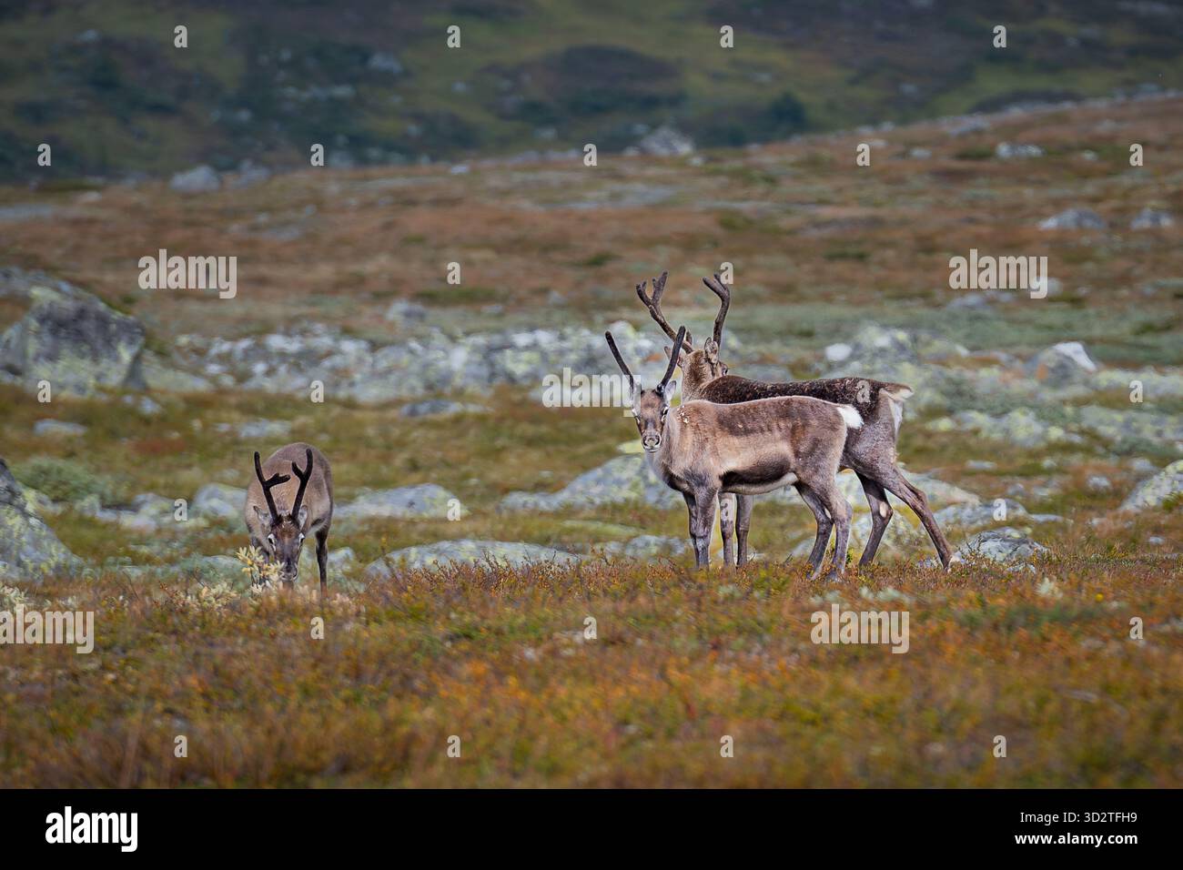 Renne che vagano liberamente attraverso i paesaggi selvaggi della Norvegia — la natura al suo livello più puro. Foto Stock