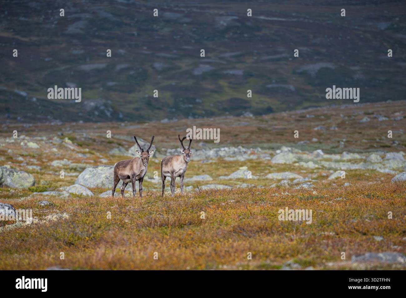 Renne che vagano liberamente attraverso i paesaggi selvaggi della Norvegia — la natura al suo livello più puro. Foto Stock