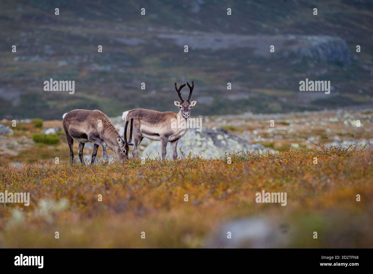 Renne che vagano liberamente attraverso i paesaggi selvaggi della Norvegia — la natura al suo livello più puro. Foto Stock