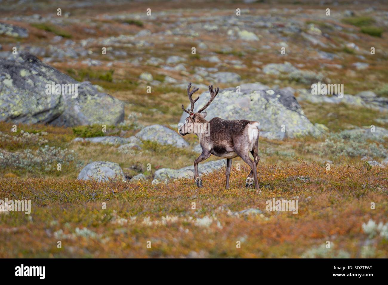 Renne che vagano liberamente attraverso i paesaggi selvaggi della Norvegia — la natura al suo livello più puro. Foto Stock