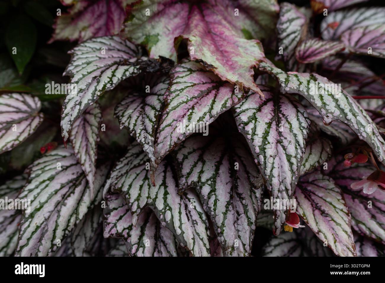 Rex Begonia. Re Begonia. Foto Stock