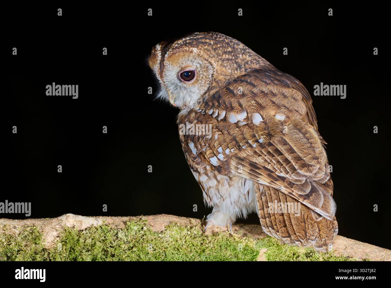 Tawny Owl, Strix aluco, Dumfries and Galloway, Scozia, Regno Unito Foto Stock