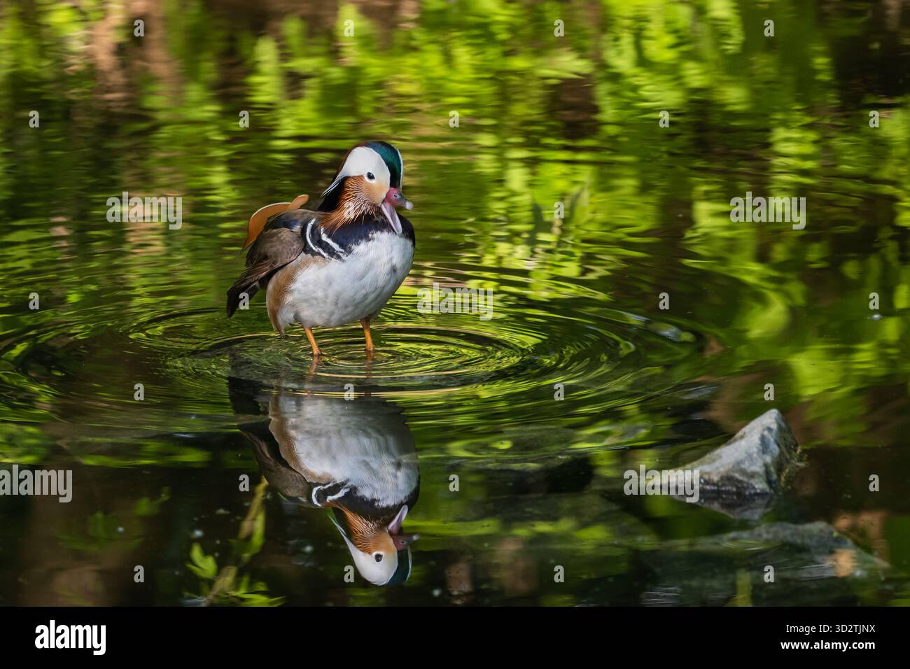 L'anatra mandarina (Aix galericulata) maschile con becco aperto in piedi nelle acque poco profonde del lago, uccello arroccato originario del Paleartico orientale, uccello d'acqua Foto Stock