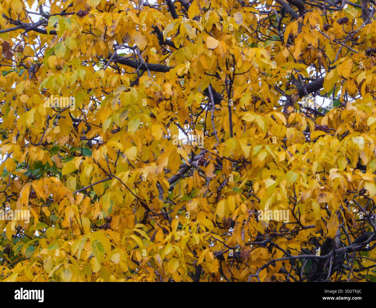 Foglie autunnali gialle brillanti che riempiono la tettoia dell'albero Foto Stock