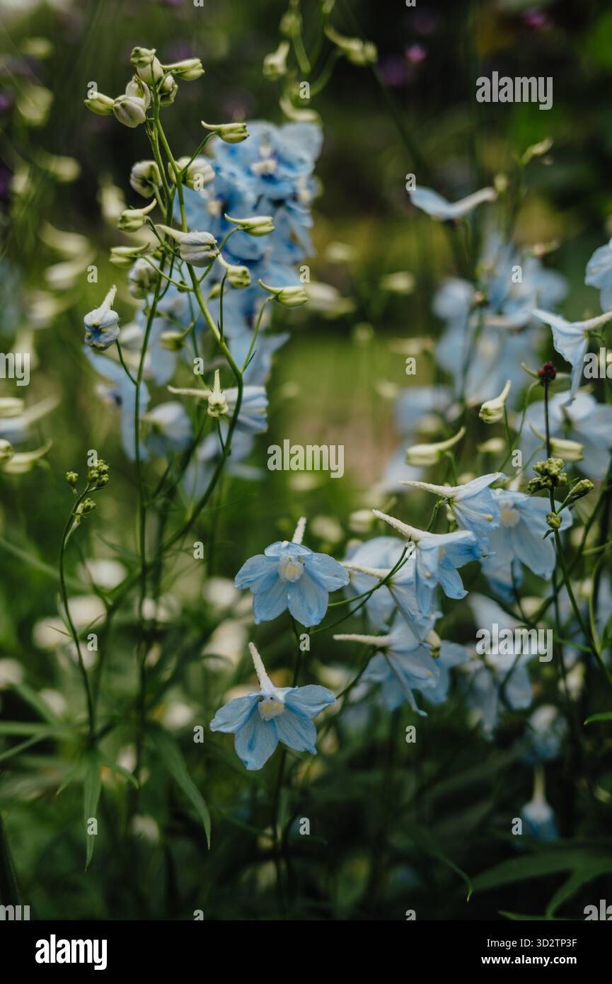 Delicati fiori selvatici blu che sbocciano nella luce soffusa dell'estate Foto Stock