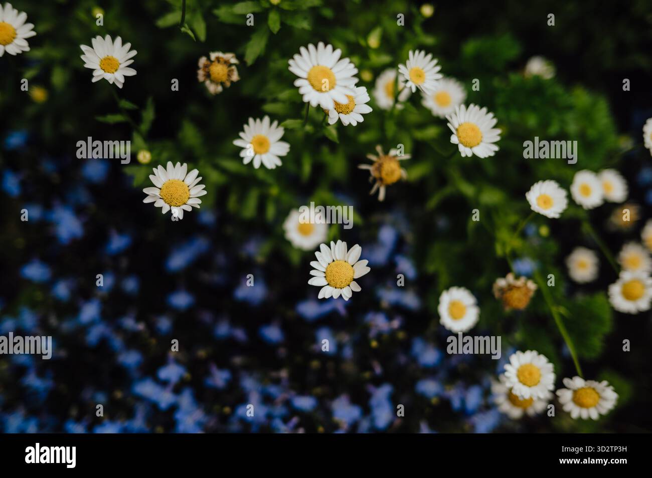 Margherite bianche che sbocciano su un morbido sfondo blu Wildflower Foto Stock