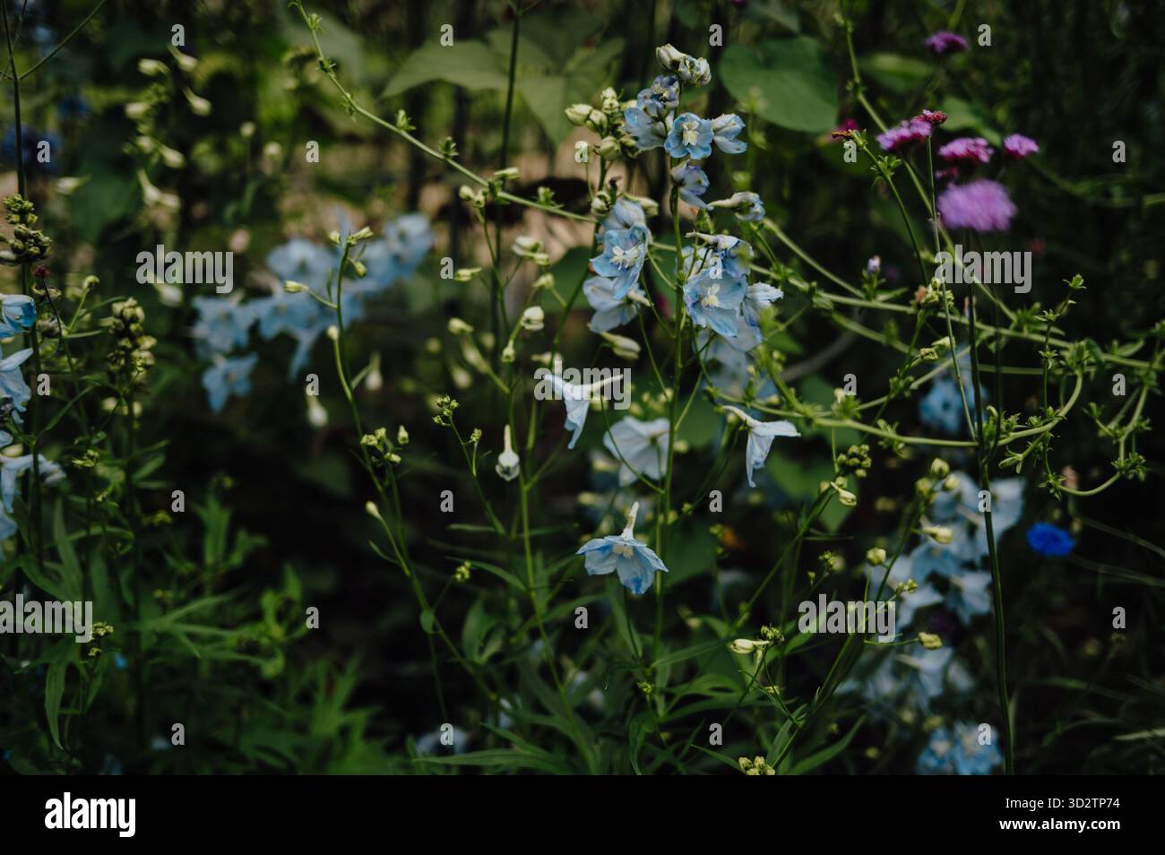 I delicati fiori selvatici blu sbocciano in Germania Foto Stock