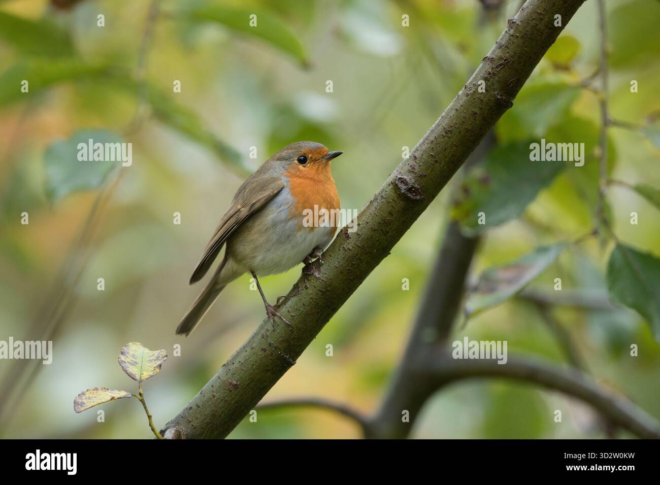 Robin, Leighton Moss, Lancashire Foto Stock