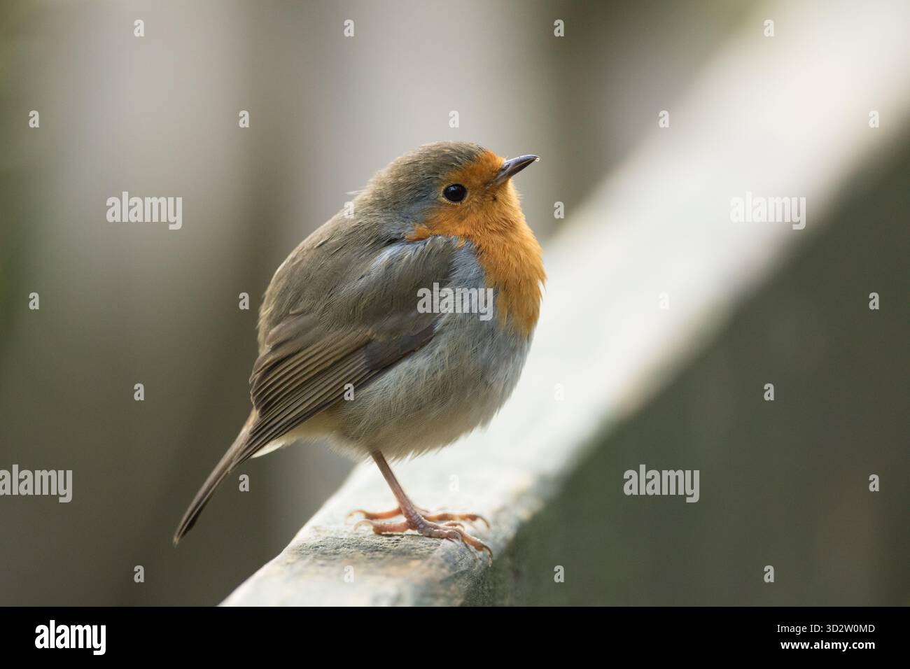 Robin, Leighton Moss, Lancashire Foto Stock