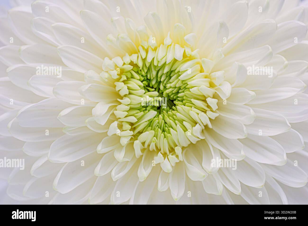 Primo piano di un fresco fiore di crisantemo bianco con fiori e petali dettagliati. Perfetto per natura, motivi floreali e botanici. Ideale per calma e purezza Foto Stock