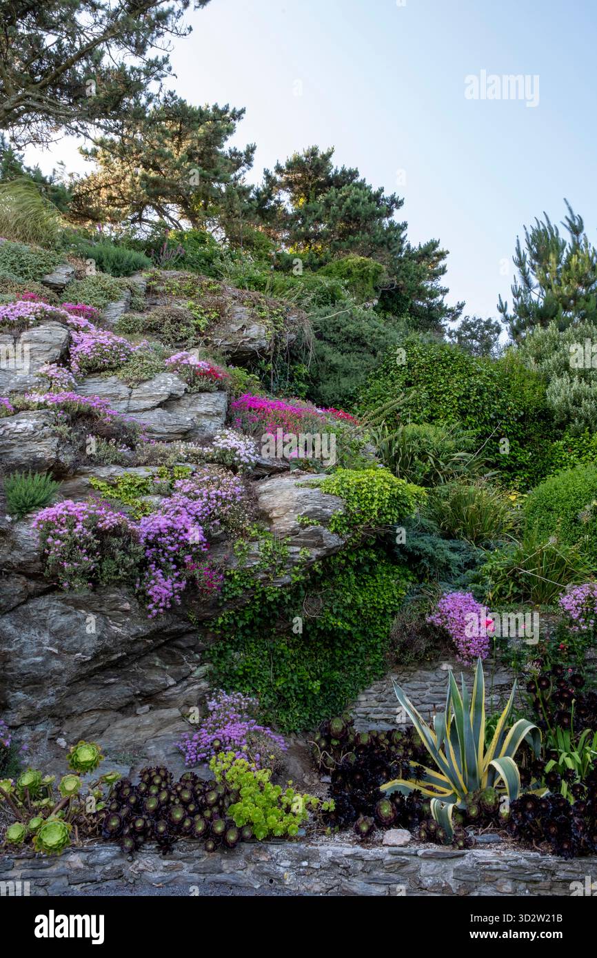 I fiori del Mesembryanthemum attraversano un grande giardino roccioso in estate Foto Stock