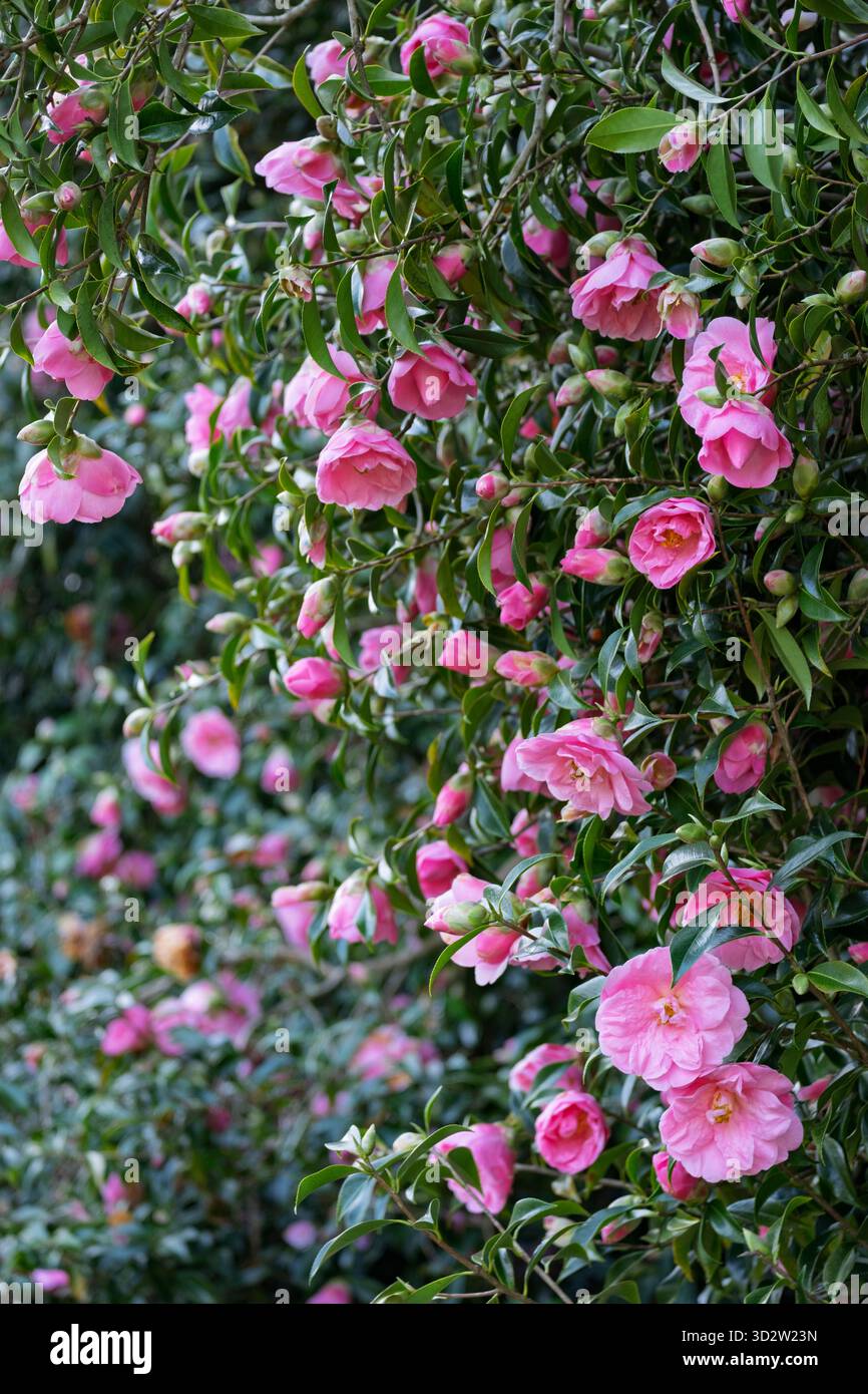 Fiori di camelia rosa all'inizio della primavera Foto Stock