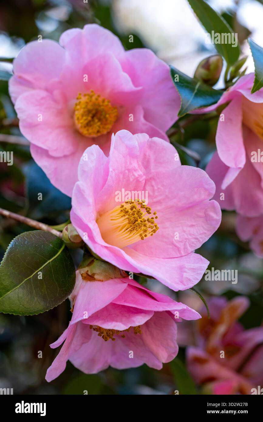 Fiori di camelia rosa all'inizio della primavera Foto Stock