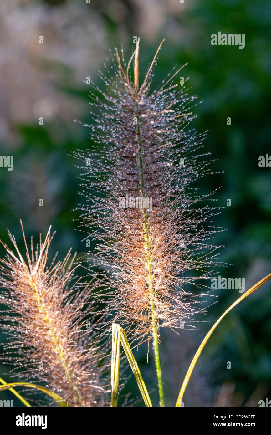 Pennisetum alopecuroides 'Dark desiderio" Foto Stock