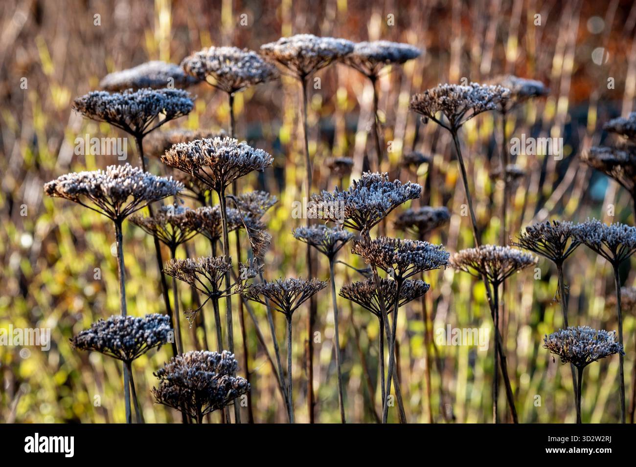 Achillea, Yarrow, teste di semi smerigliate in inverno Foto Stock