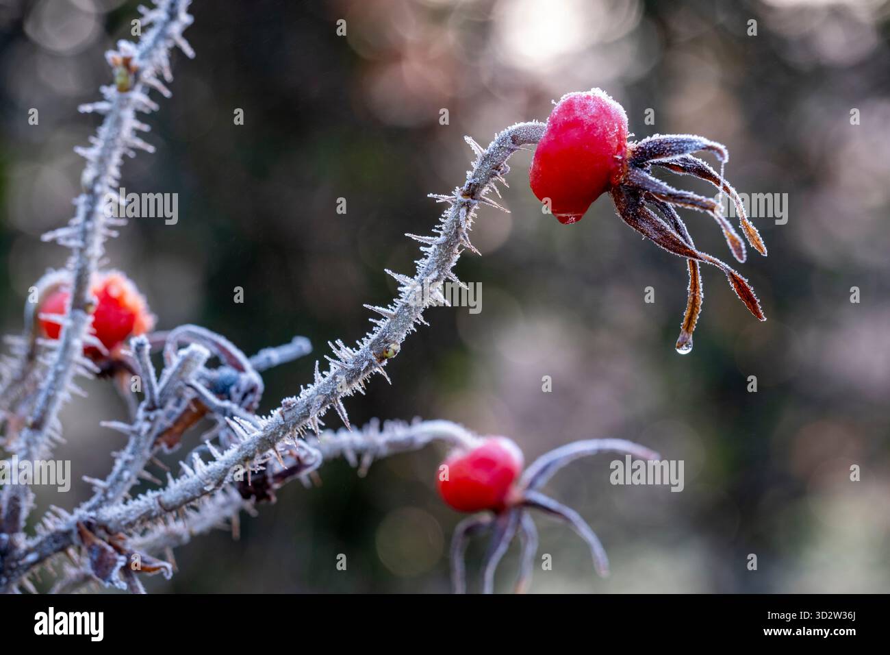 Rosa ghiacciata fianchi di Rosa rugosa 'Alba' in inverno Foto Stock