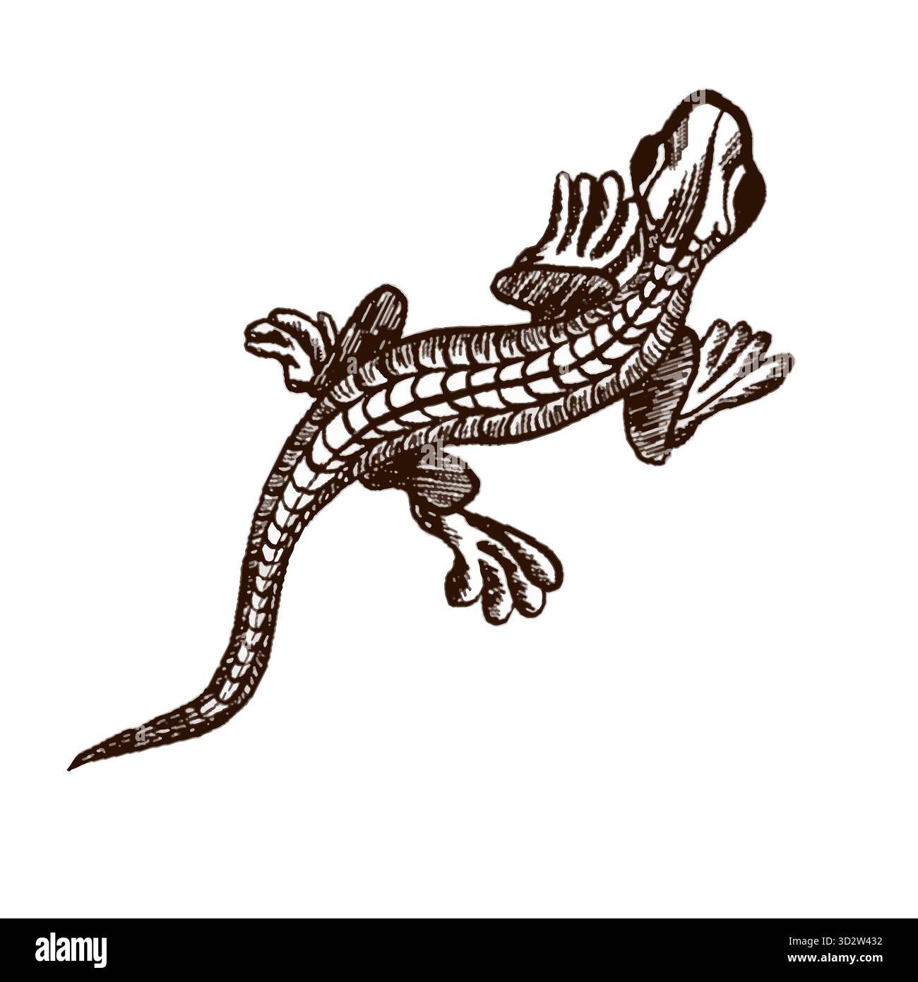 Immagine vettoriale di un geco in stile grafico. Illustrazione lineare con tema tropicale. Foto Stock