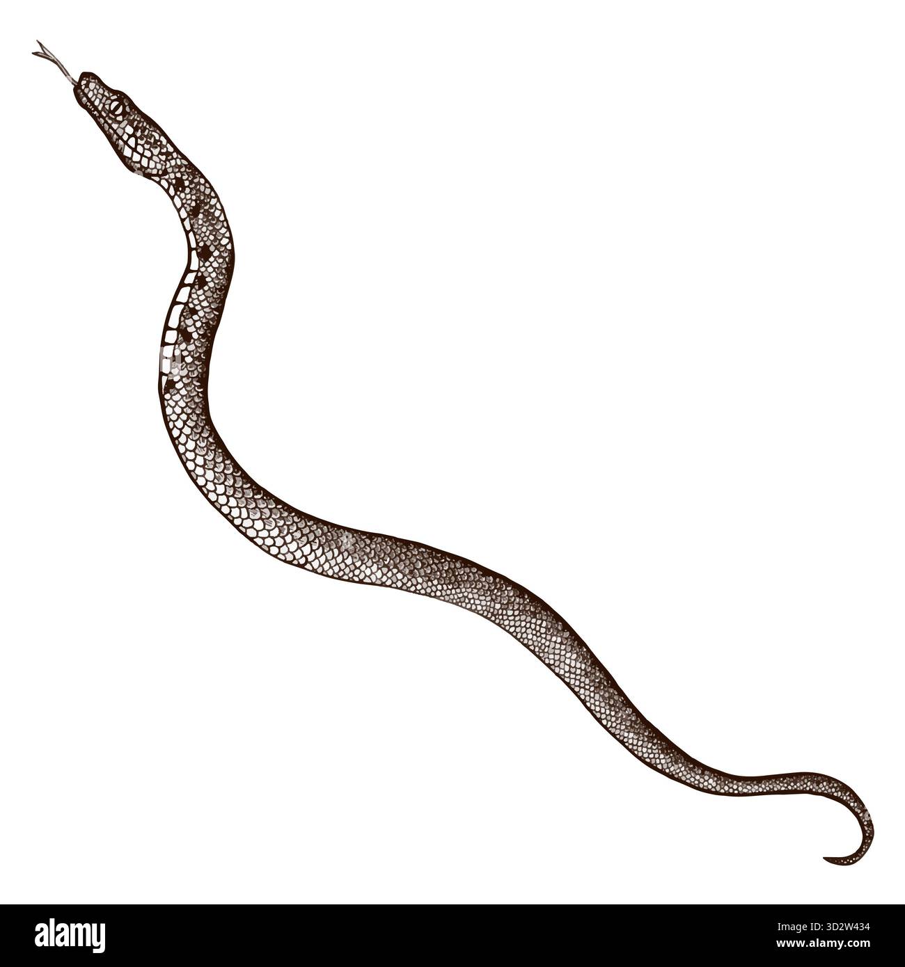 Immagine realistica in stile grafico di un serpente. Illustrazione vettoriale. Foto Stock
