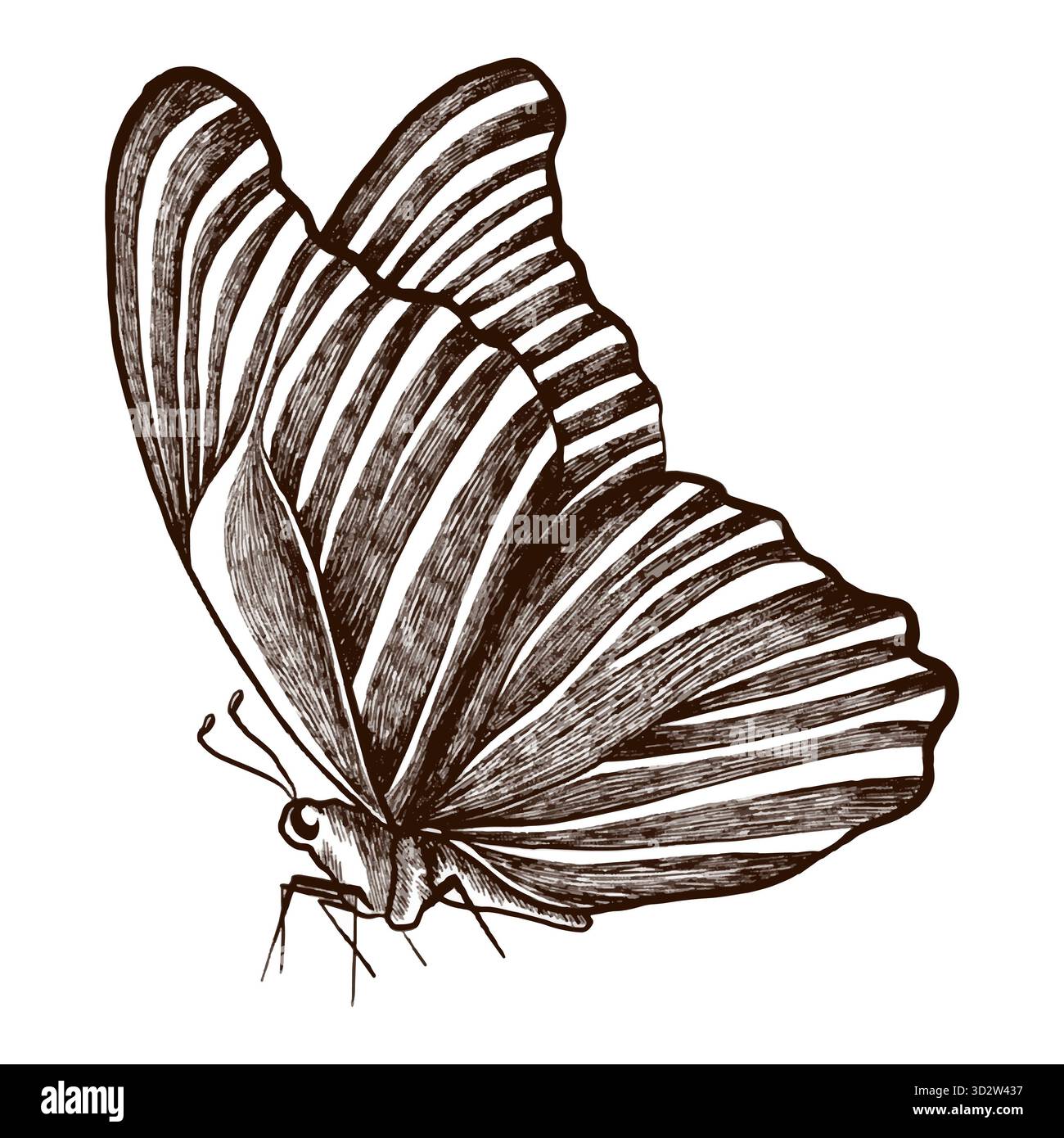 Immagine del vettore a farfalla. Immagine vintage per stampe e poster. Foto Stock