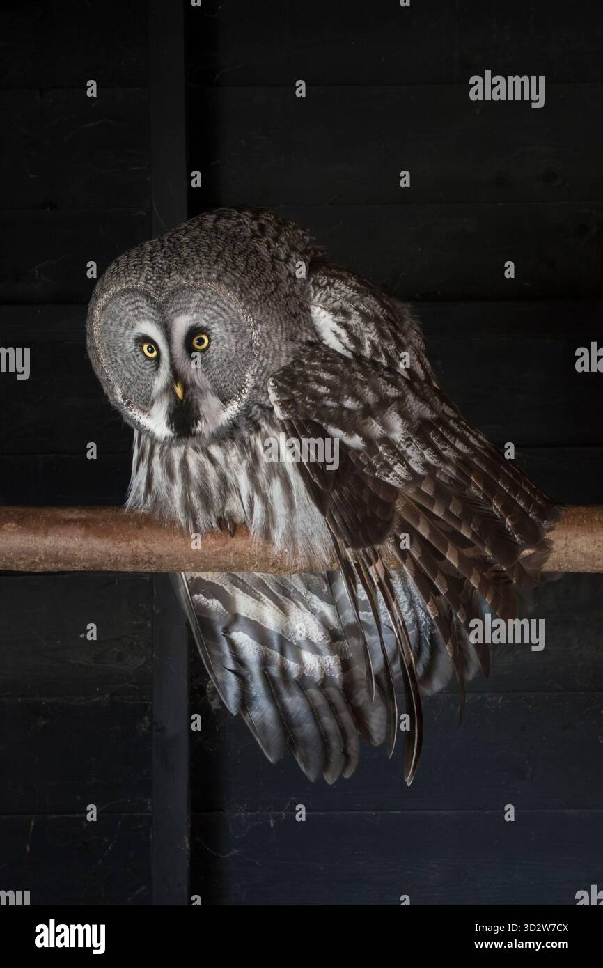 Un grande gufo grigio in cattività o gufo della Lapponia (Strix nebulosa), la più grande specie di gufo del mondo per lunghezza. Si trovano in tutto l'emisfero settentrionale Foto Stock