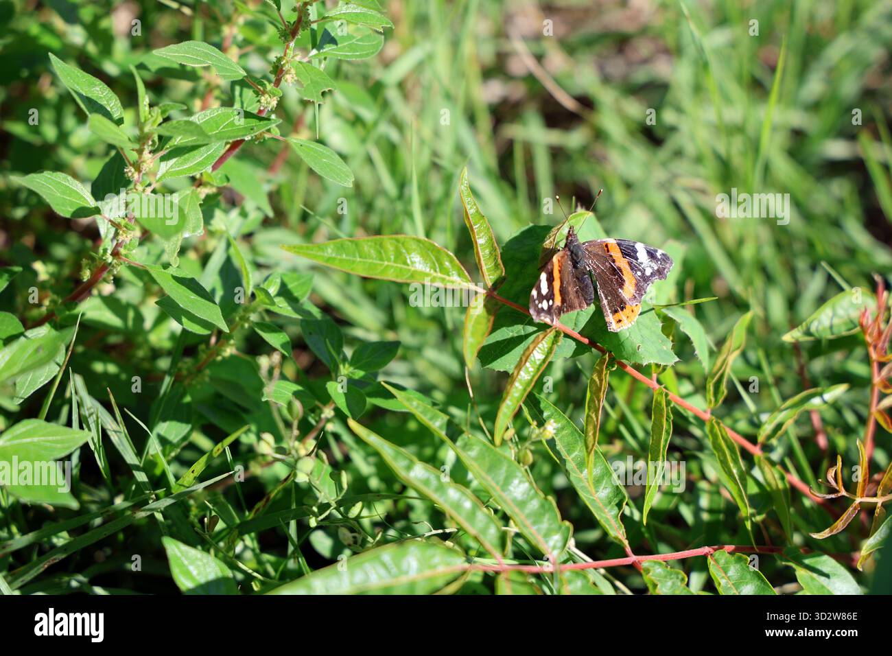 Una farfalla colorata siede su un gambo frondoso in mezzo a un vivace fogliame verde sotto la luce del sole. Perfetto per la natura, il giardino, l'esterno, gli insetti e la fauna selvatica Foto Stock