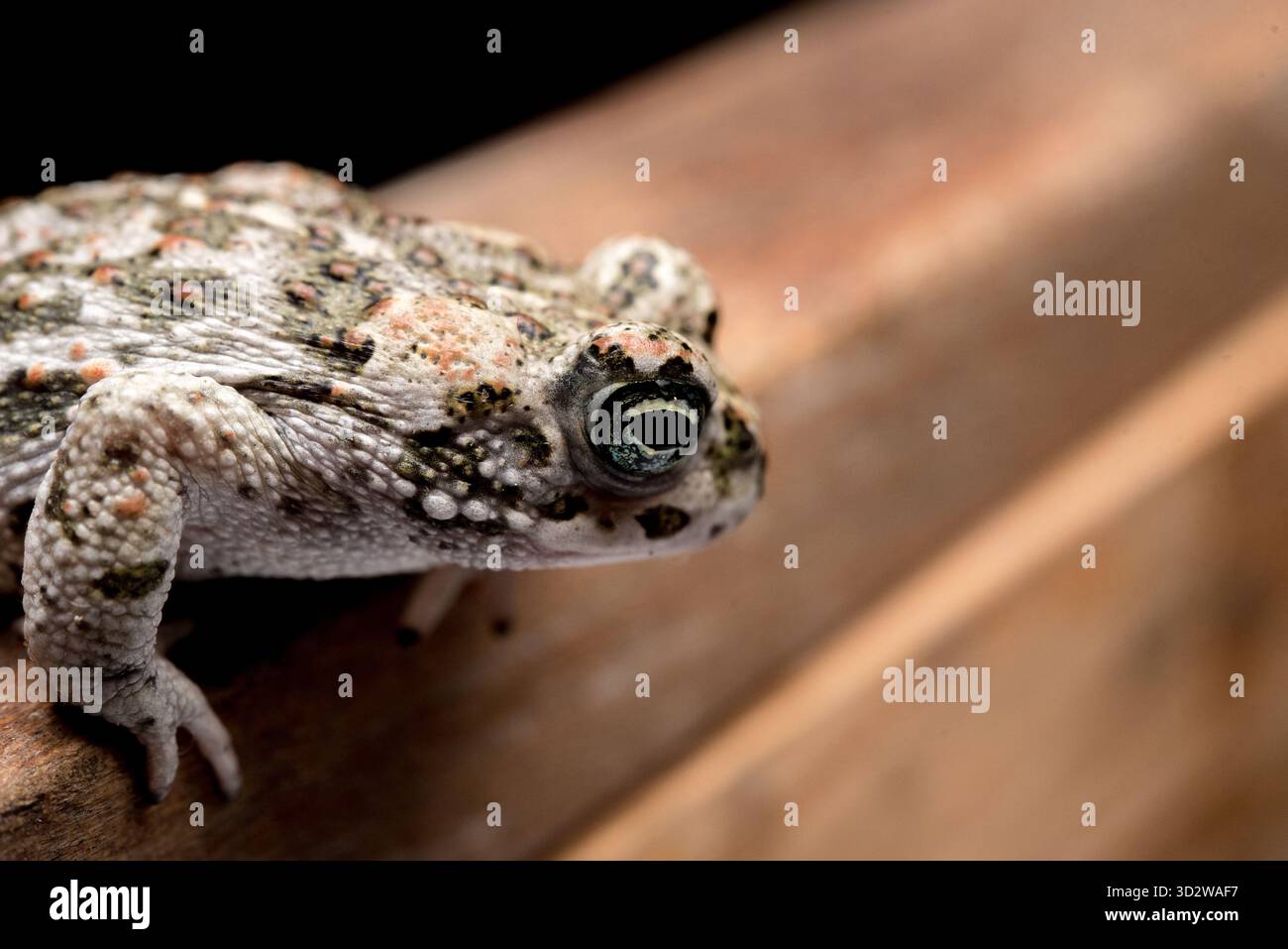 Rospo marrone giovane su legno di faggio e sfondo nero Foto Stock